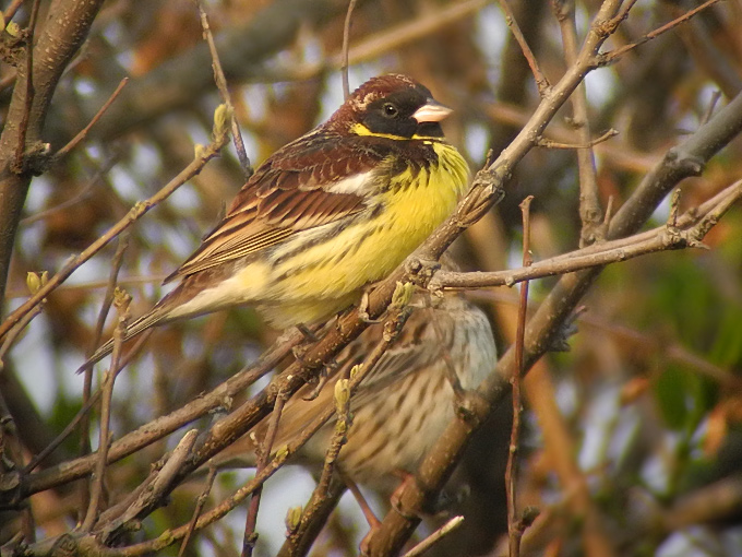Yellow-breasted Bunting