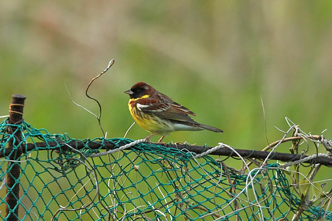 Yellow-breasted Bunting