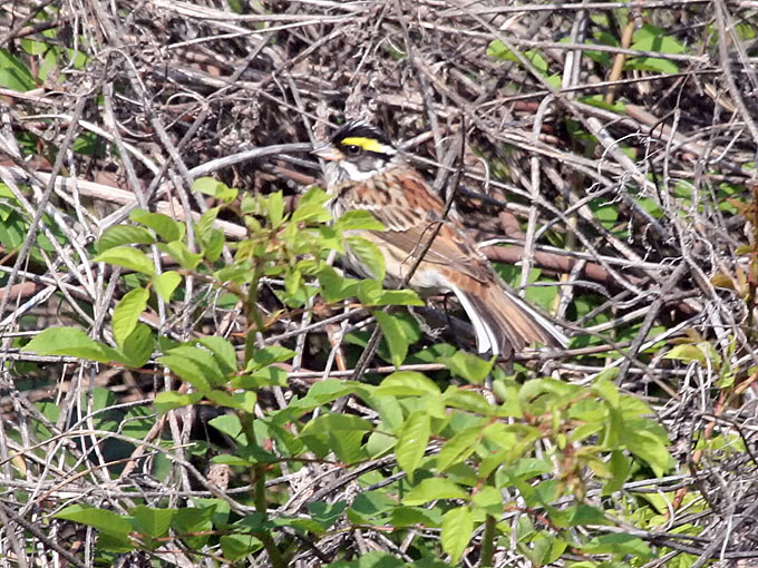 Yellow-browed Bunting