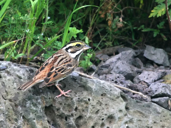 Yellow-browed Bunting