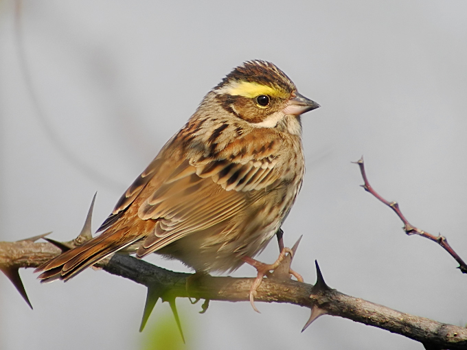 Yellow-browed Bunting