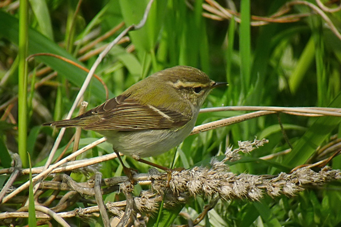 Yellow-browed Warbler