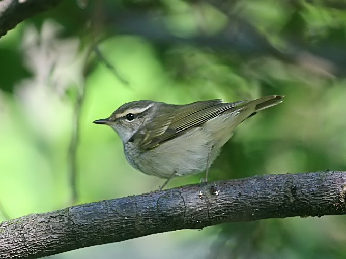 Yellow-browed Warbler