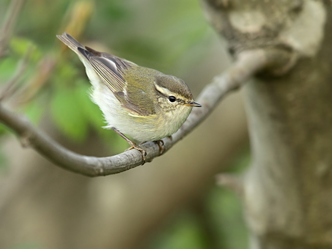 Yellow-browed Warbler