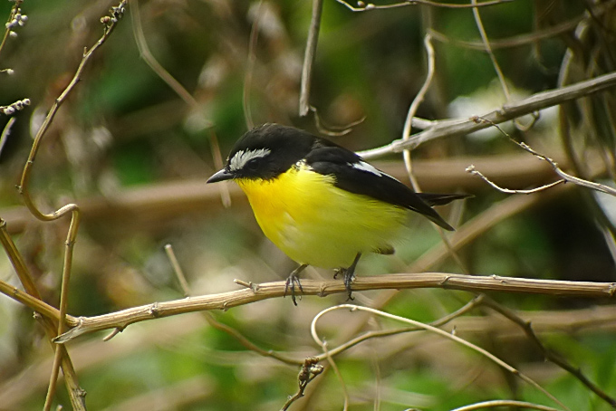 Yellow-rumped Flycatcher