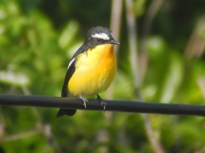 Yellow-rumped Flycatcher