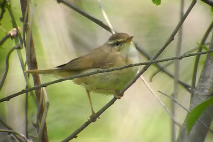 Yellow-streaked Warbler