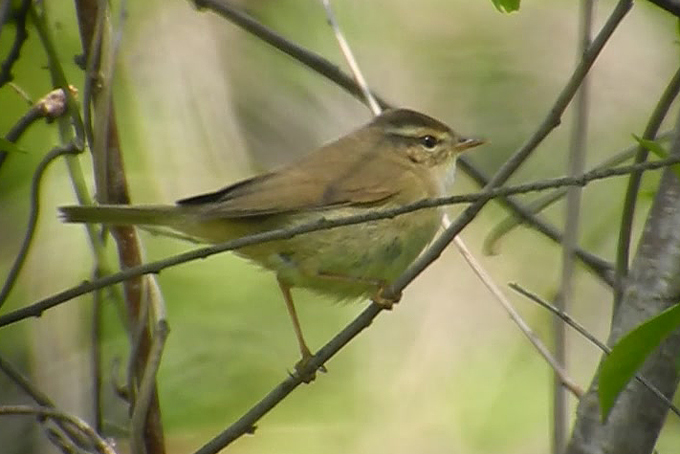 Yellow-streaked Warbler