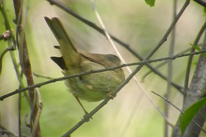 Yellow-streaked Warbler