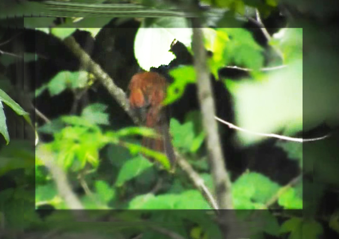 Black Paradise Flycatcher