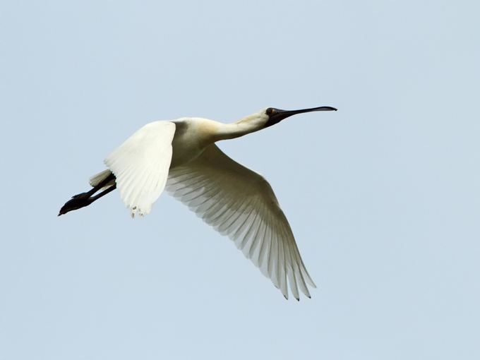 Black-faced Spoonbill