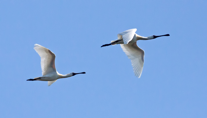 Black-faced Spoonbill