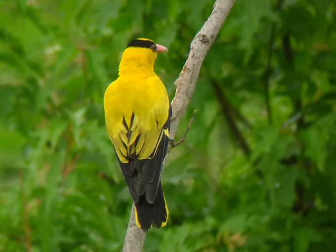 Black-naped Oriole