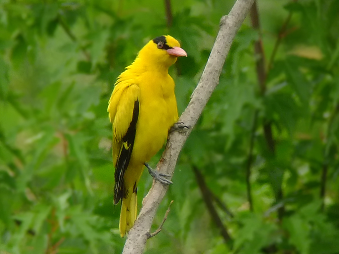 Black-naped Oriole