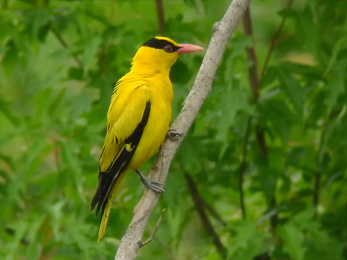Black-naped Oriole