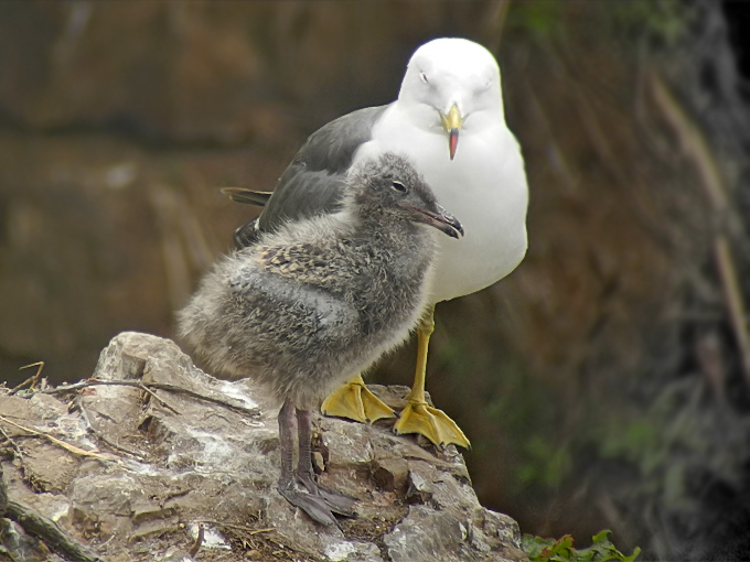 Black-tailed Gull