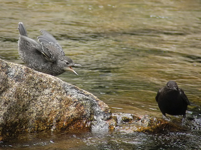 Brown Dipper