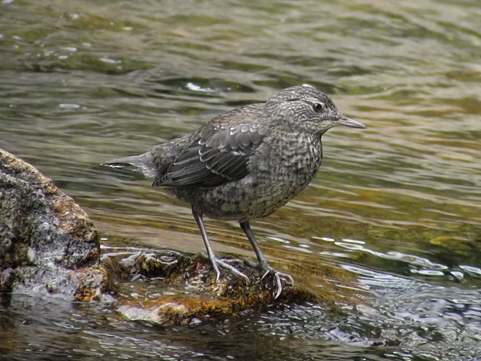 Brown Dipper