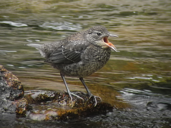 Brown Dipper