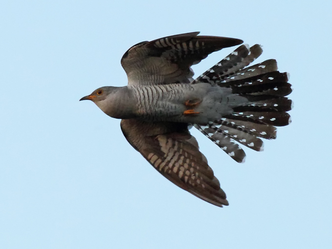 Common Cuckoo