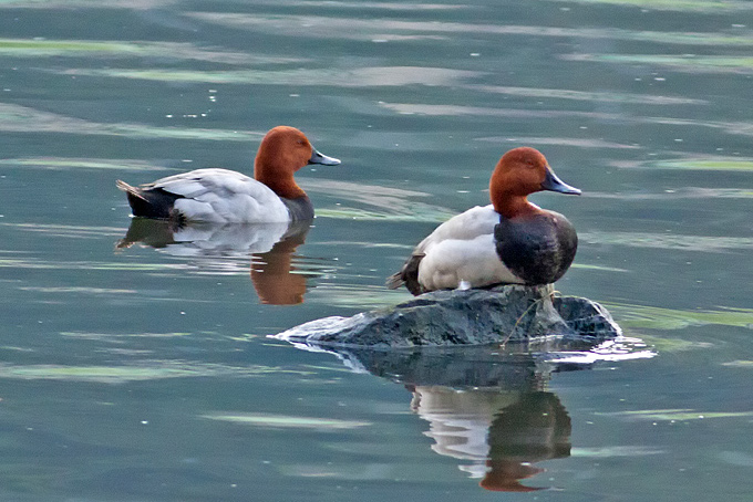 Common Pochard