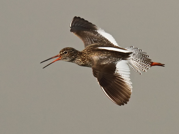 Common Redshank