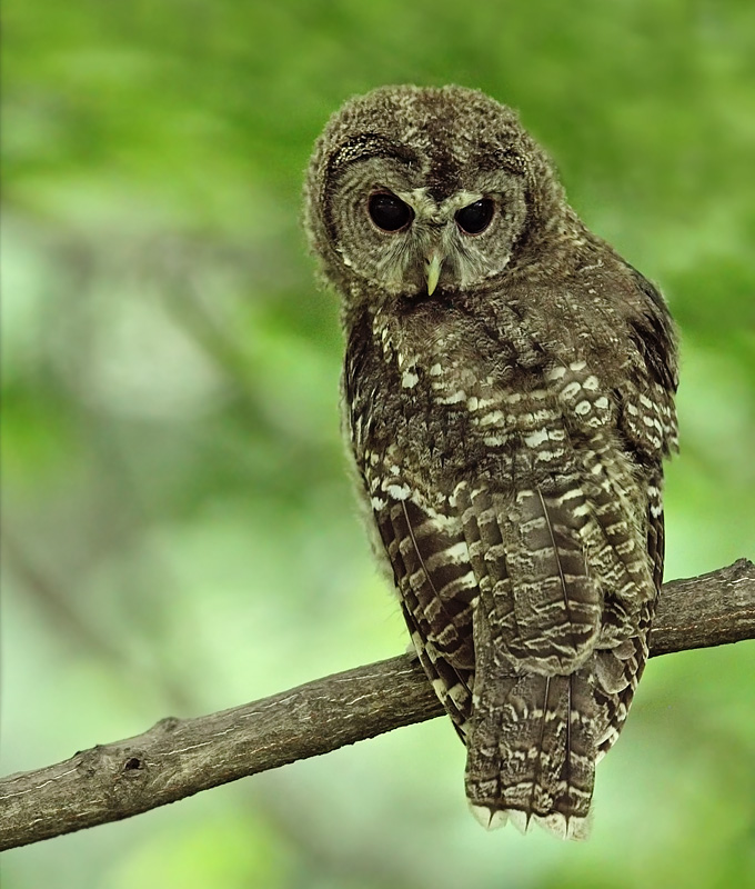 Eastern Tawny Owl