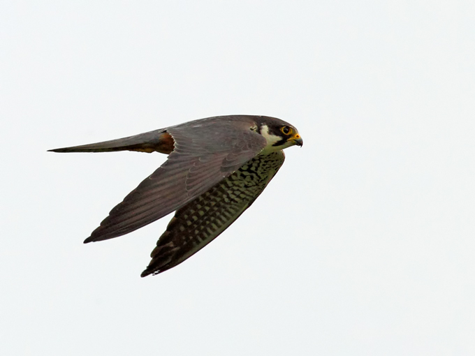 Eurasian Hobby