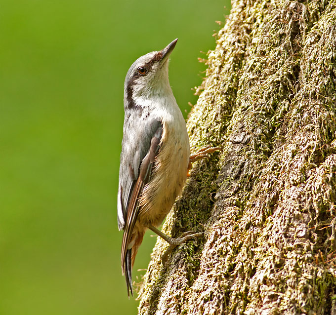 Eurasian Nuthatch