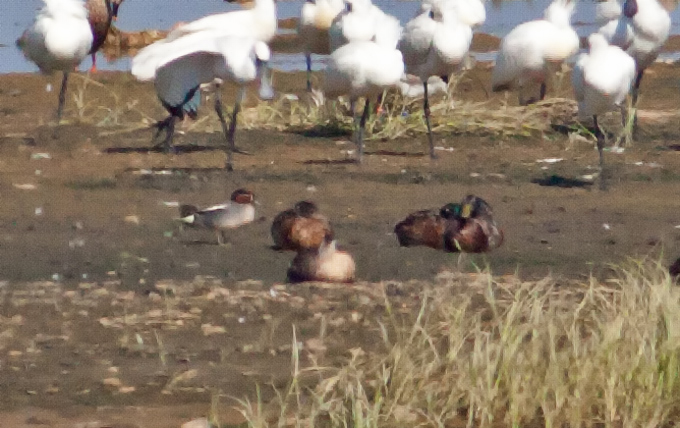 Eurasian Teal