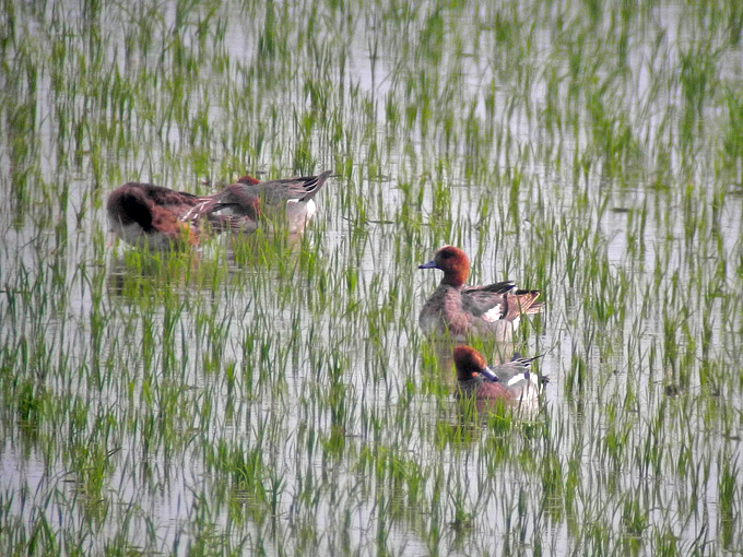 Eurasian Wigeon