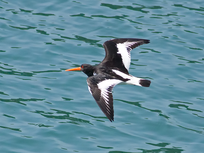 Far Eastern Oystercatcher