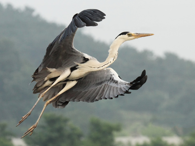 Grey Heron