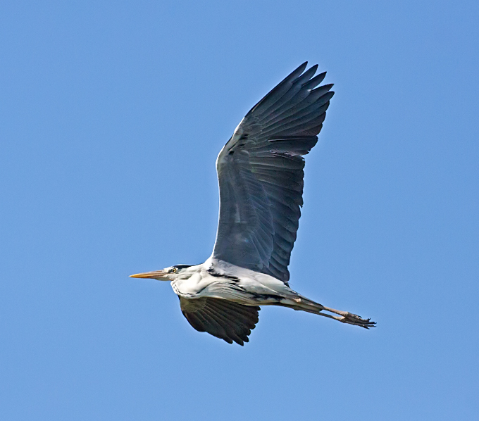 Grey Heron