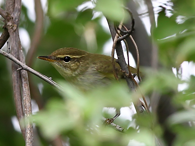Kamchatka Leaf Warbler