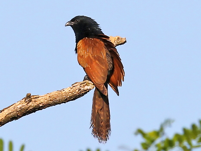 Lesser Coucal