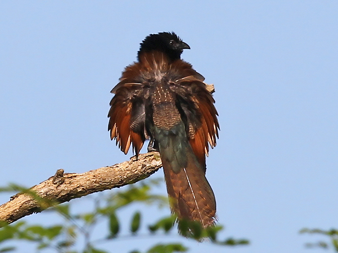 Lesser Coucal