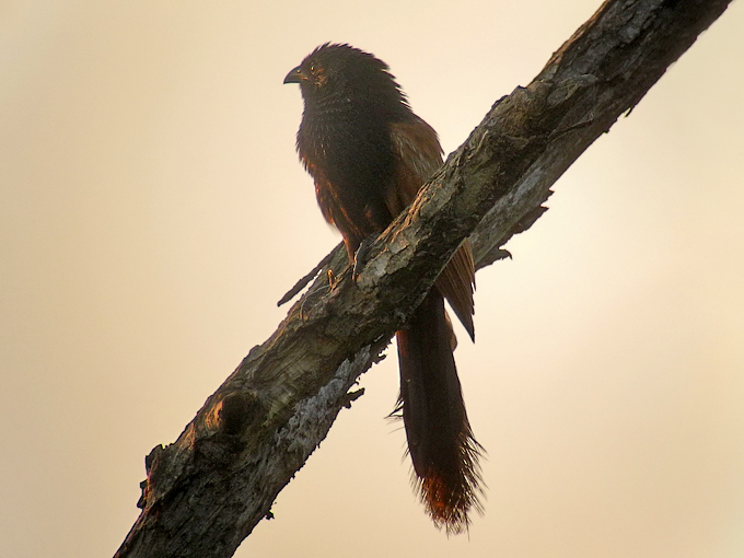Lesser Coucal