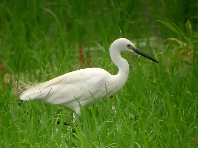 Little Egret