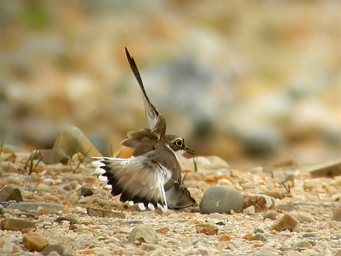 Little Ringed Plover