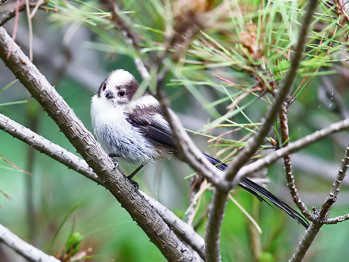Long-tailed Tit