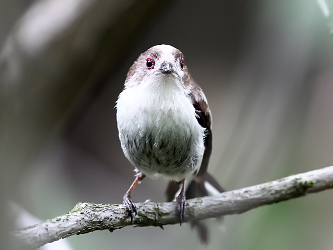 Long-tailed Tit