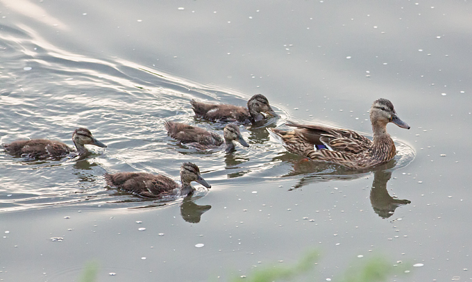 Mallard