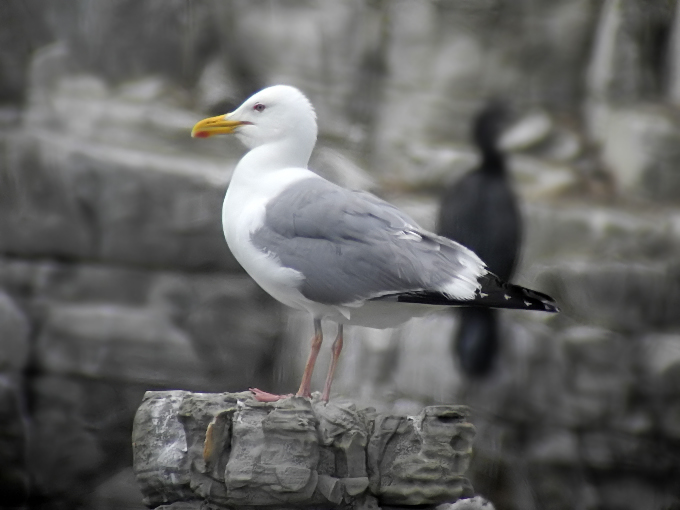 Mongolian Gull