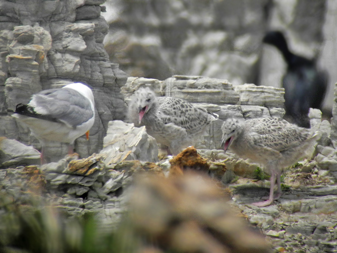 Mongolian Gull