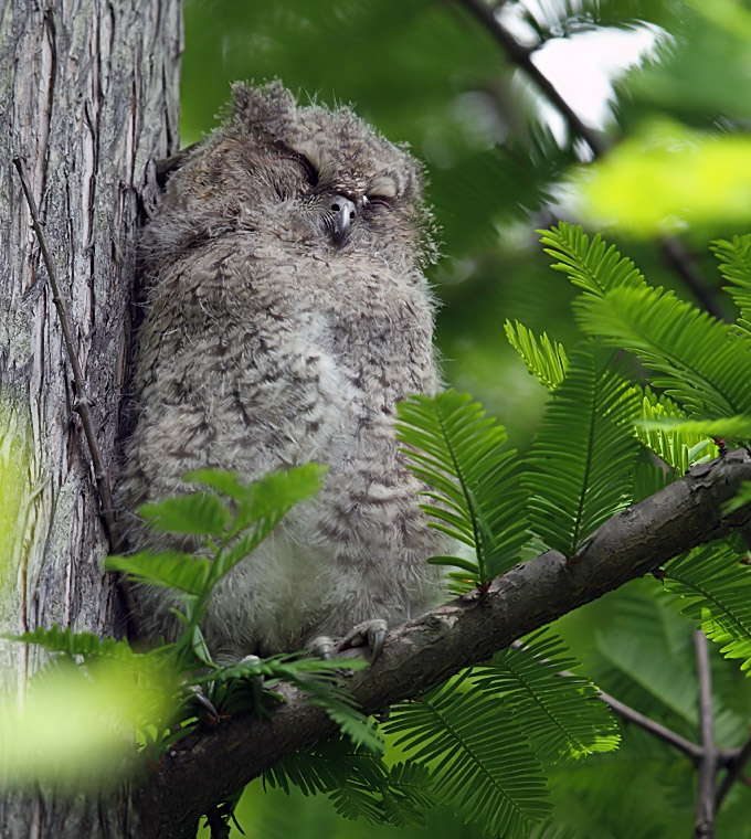 Northern Scops Owl