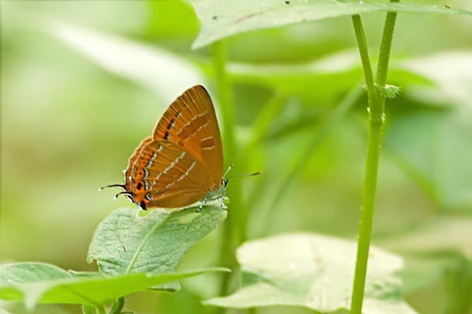 Orange Hairstreak