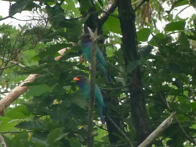 Oriental Dollarbird