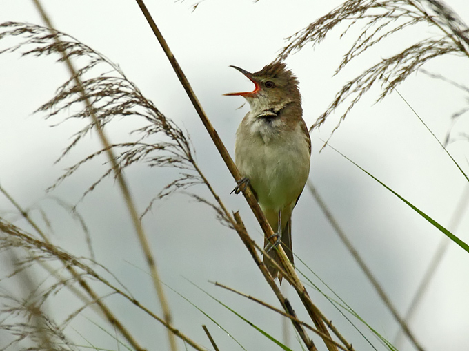 Oriental Reed Warbler