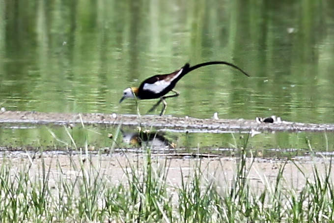 Pheasant-tailed Jacana